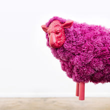 Load image into Gallery viewer, Pombaa - Purple Ram