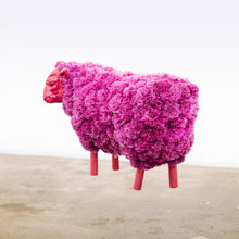 Load image into Gallery viewer, Pombaa - Purple Ram